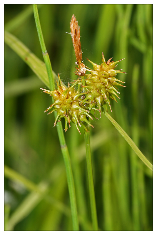 Изображение особи Carex flava.