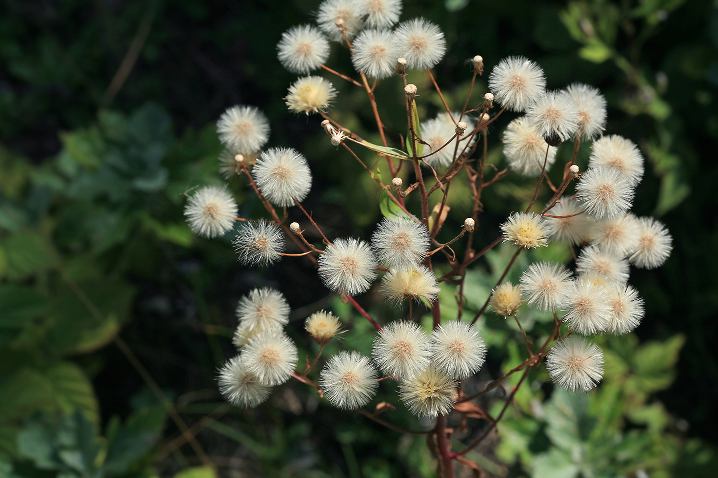 Image of Erigeron acris specimen.