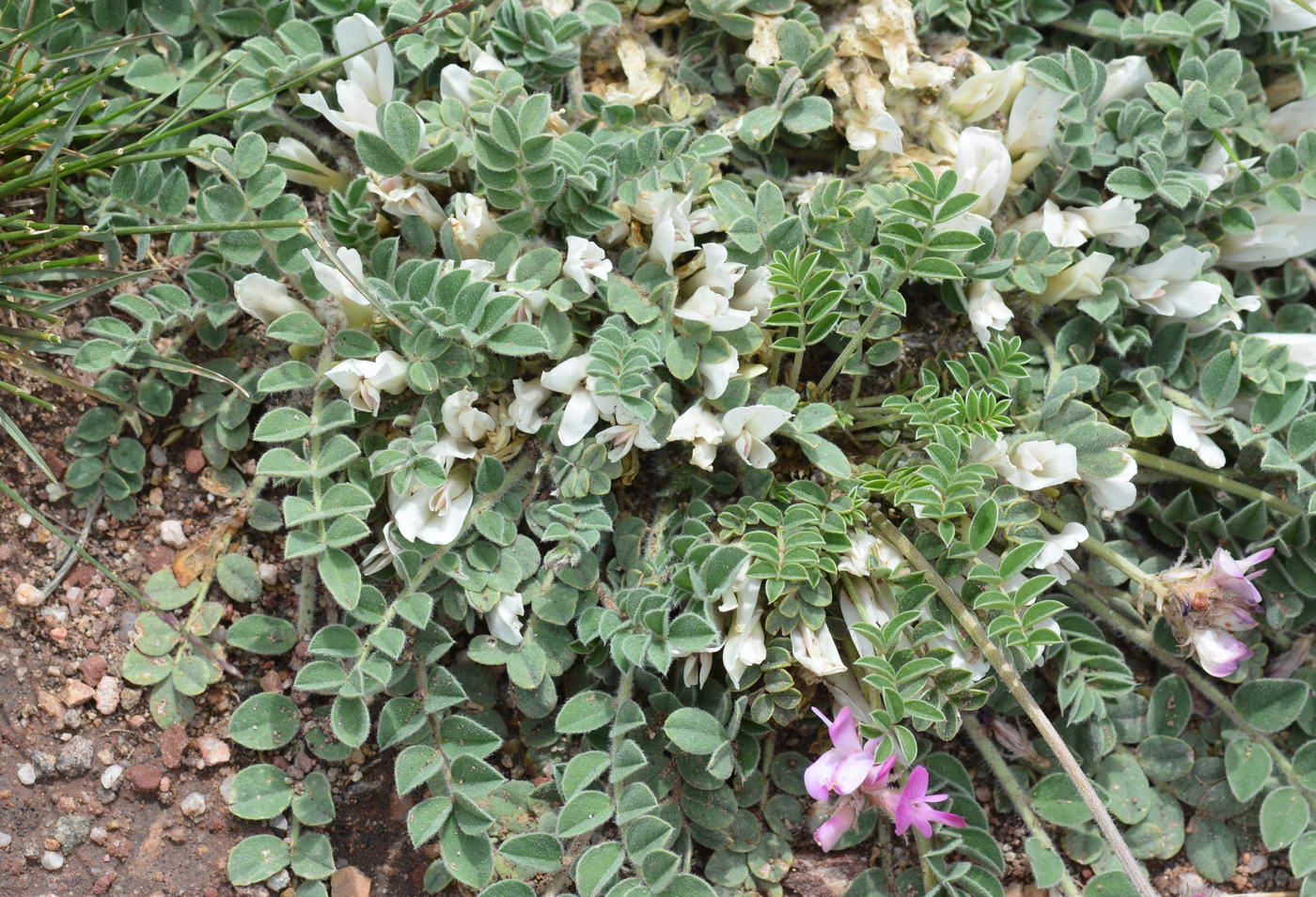 Image of Astragalus hypogaeus specimen.