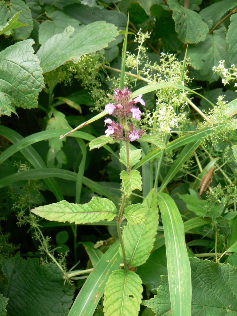 Image of Clinopodium chinense specimen.