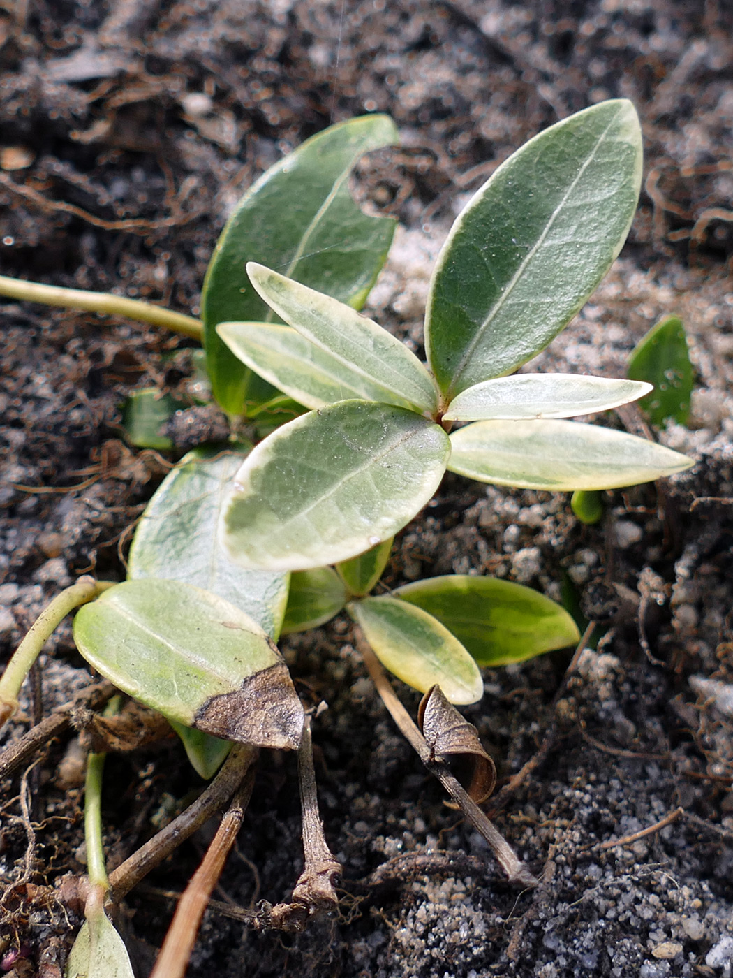 Image of Vinca minor f. argenteo-variegata specimen.