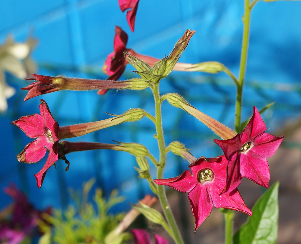 Изображение особи Nicotiana alata.