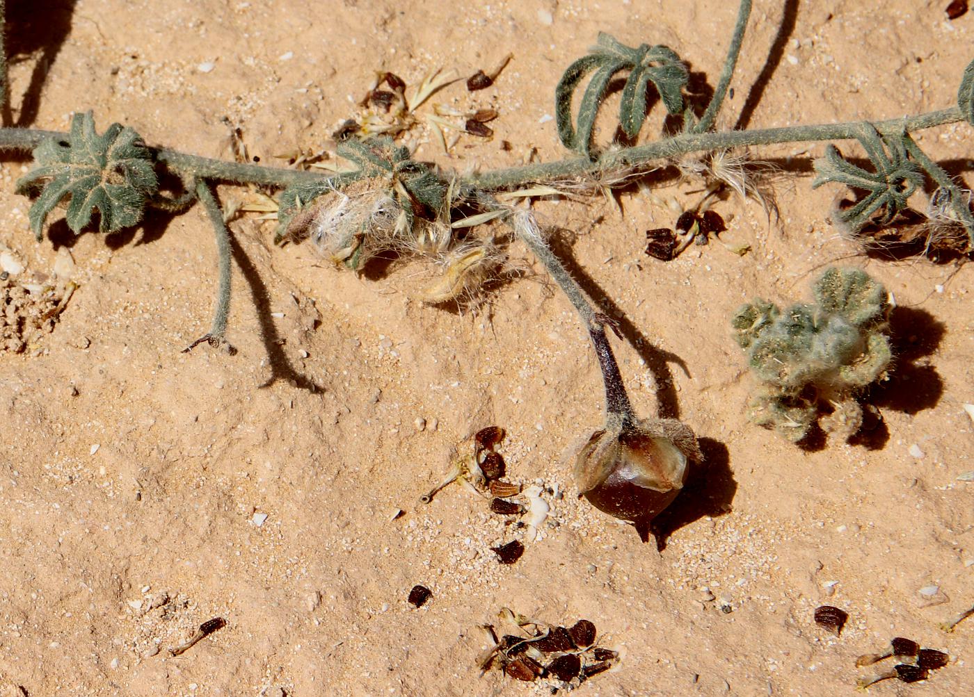 Image of Convolvulus althaeoides specimen.