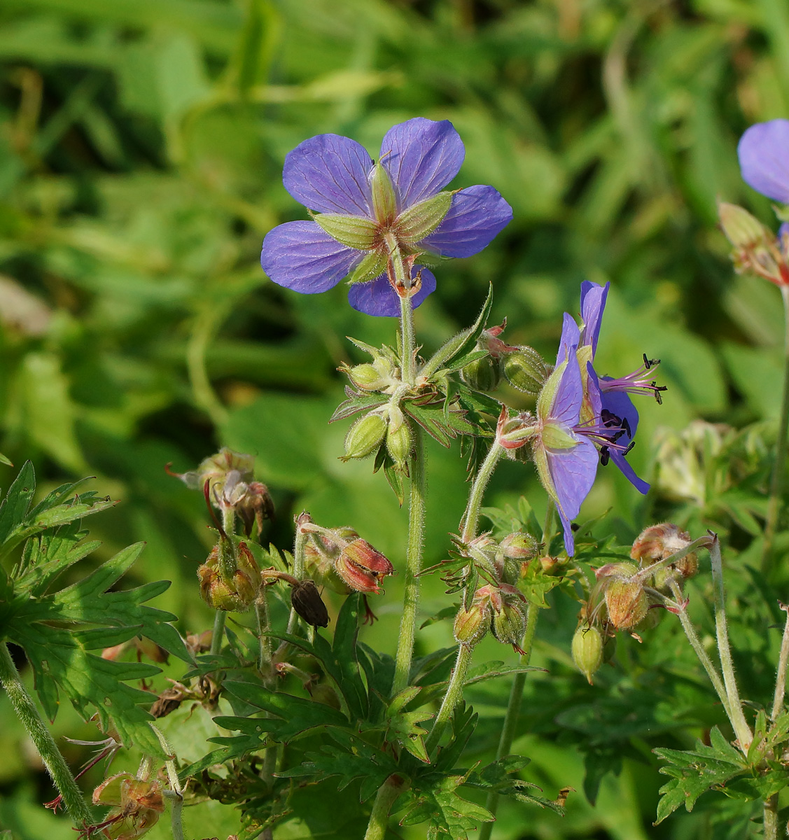 Изображение особи Geranium pratense.