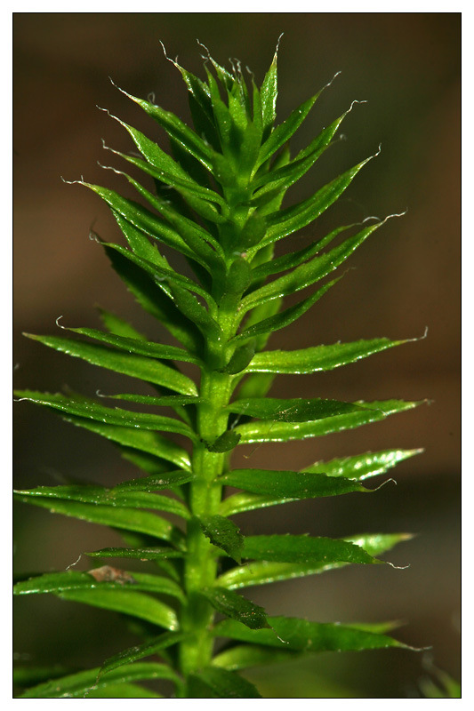 Изображение особи Lycopodium annotinum.