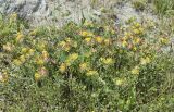 Anthyllis vulneraria ssp. sampaioana