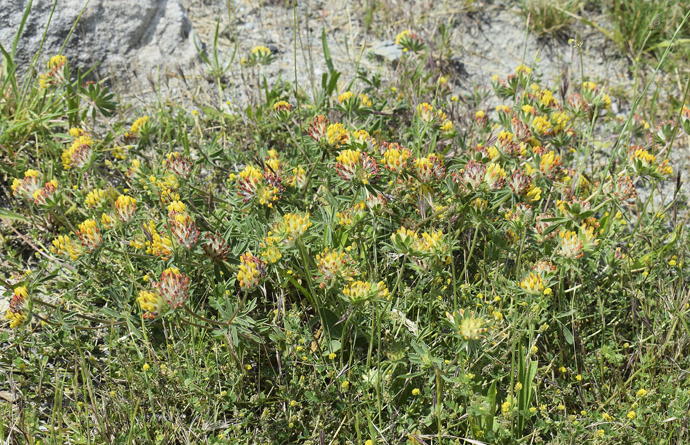 Изображение особи Anthyllis vulneraria ssp. sampaioana.