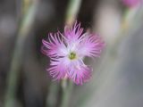 Dianthus tetralepis