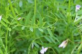 Vicia tetrasperma. Лист. Беларусь, г. Минск, парк \"Серебряный лог\", берег р.Свислочь. 07.06.2020.