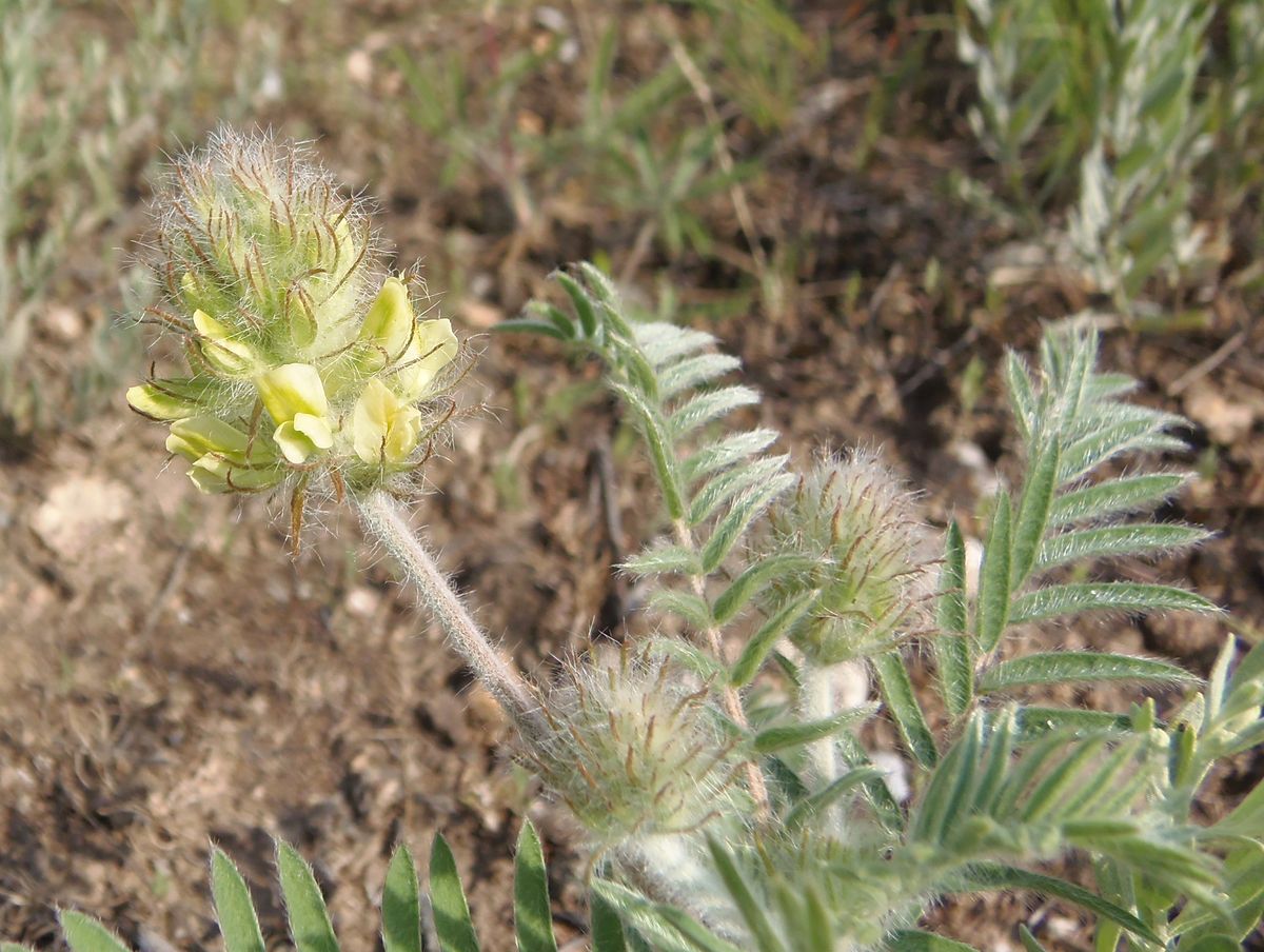 Image of Oxytropis pilosa specimen.