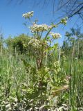 Berula erecta