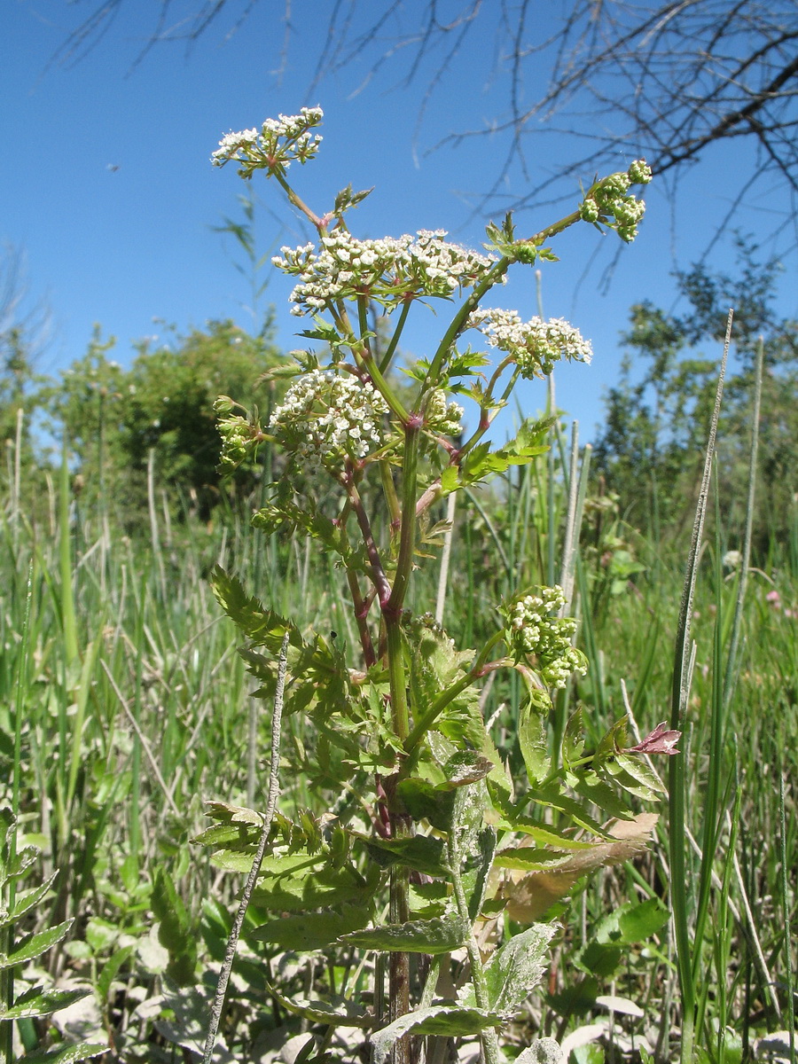 Image of Berula erecta specimen.