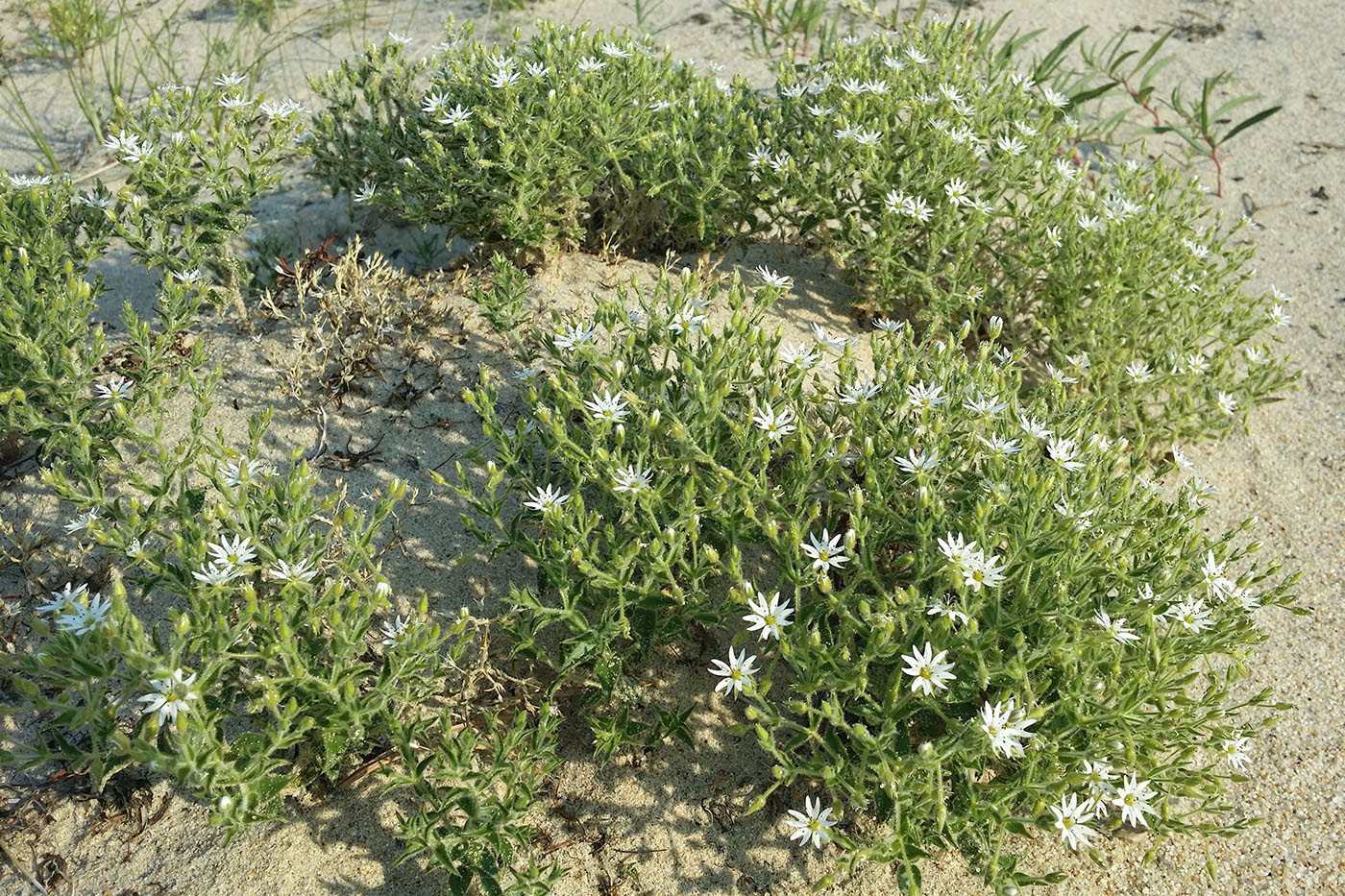 Image of Stellaria dichotoma specimen.