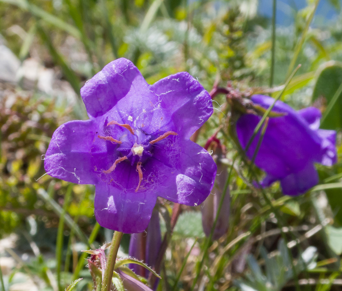 Image of Campanula longistyla specimen.