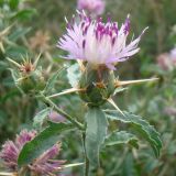 Centaurea iberica. Соцветие и листья. Республика Адыгея, Красногвардейский р-н, аул Хатукай, противопаводковая дамба. 27.07.2020.