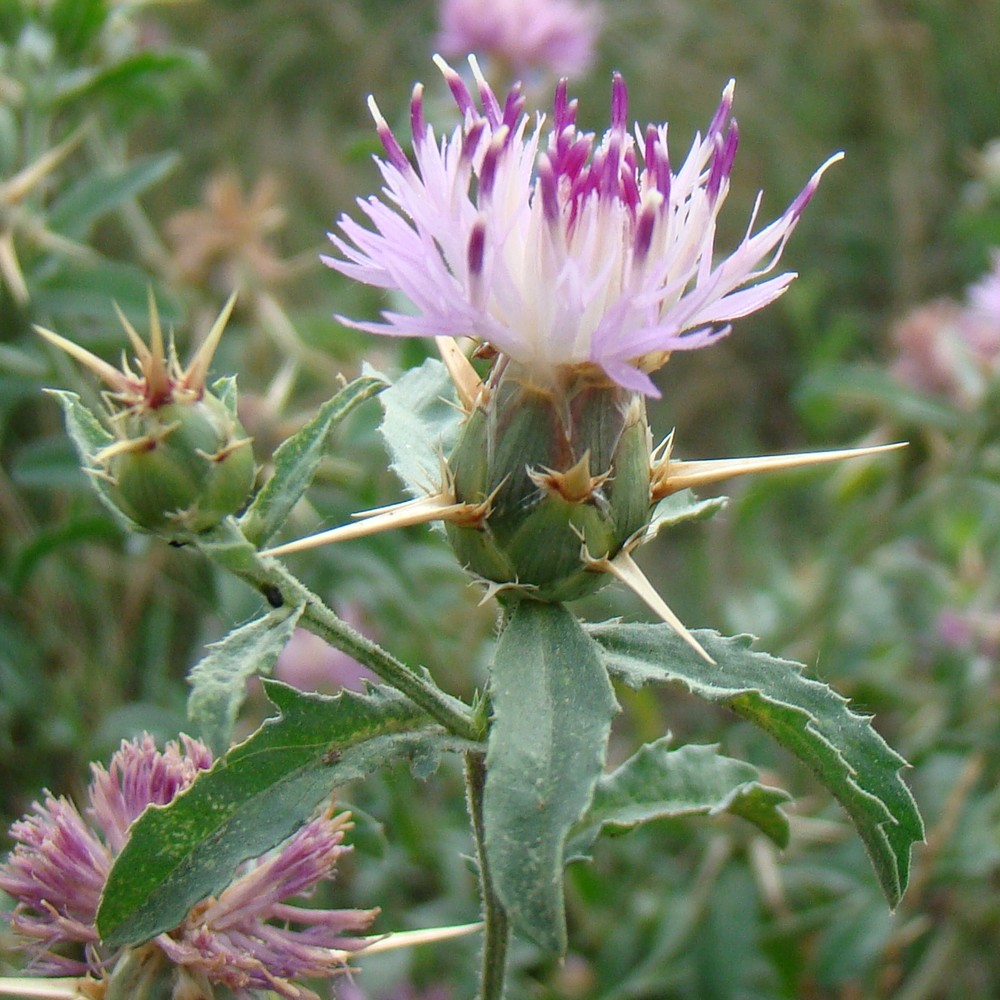 Image of Centaurea iberica specimen.