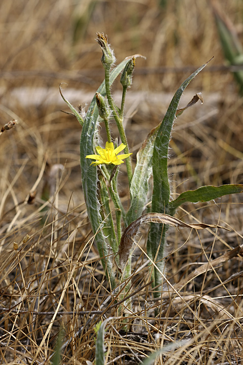 Изображение особи Scorzonera circumflexa.