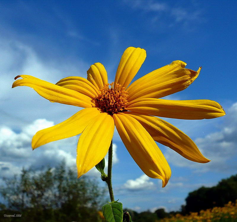 Image of Helianthus tuberosus specimen.