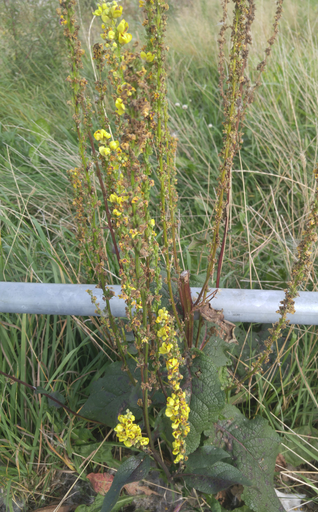 Изображение особи Verbascum nigrum.