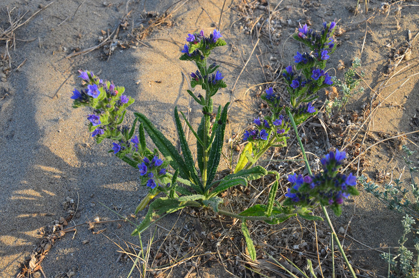 Изображение особи Echium creticum ssp. granatense.