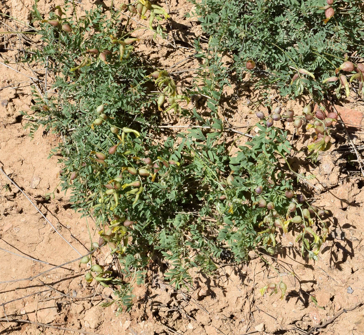 Image of Astragalus xanthomeloides specimen.