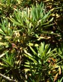 Podocarpus разновидность maki