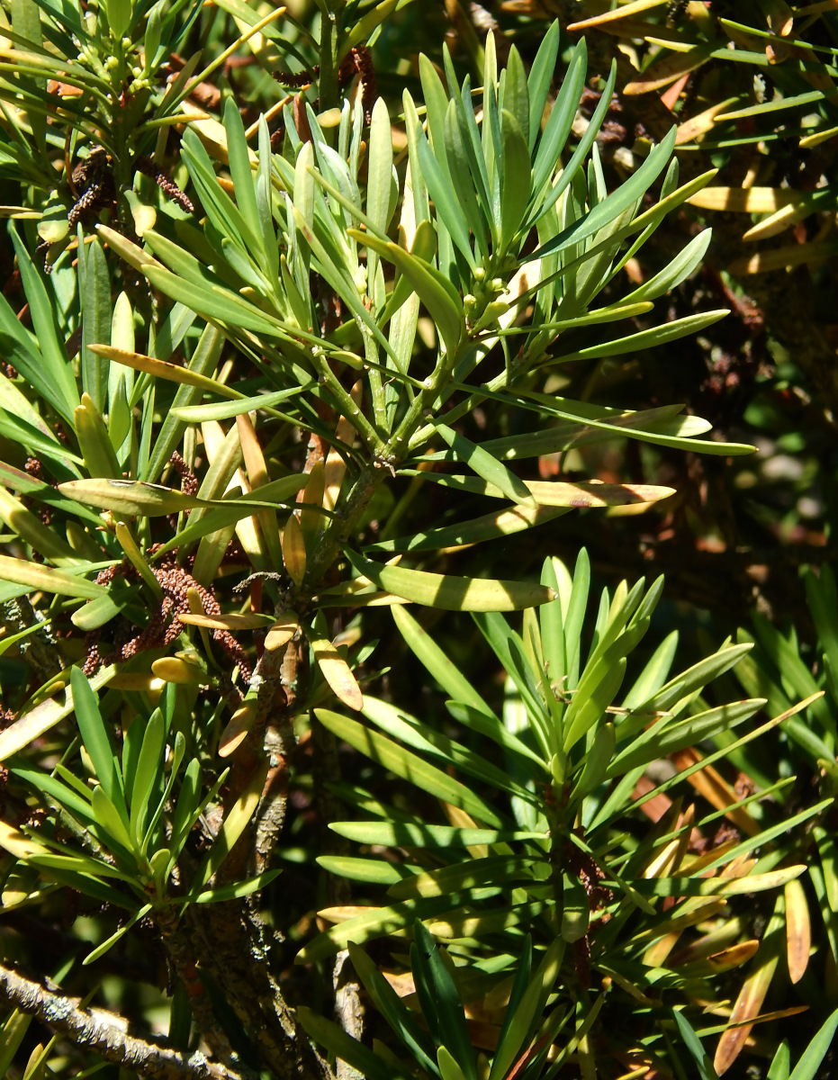 Image of Podocarpus macrophyllus var. maki specimen.