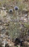 Echinops tschimganicus