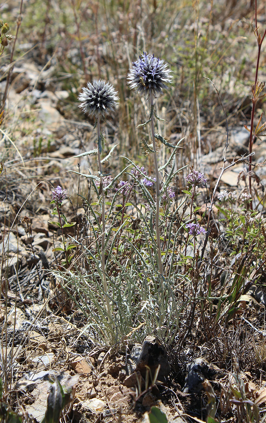 Image of Echinops tschimganicus specimen.