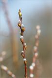 Salix rosmarinifolia