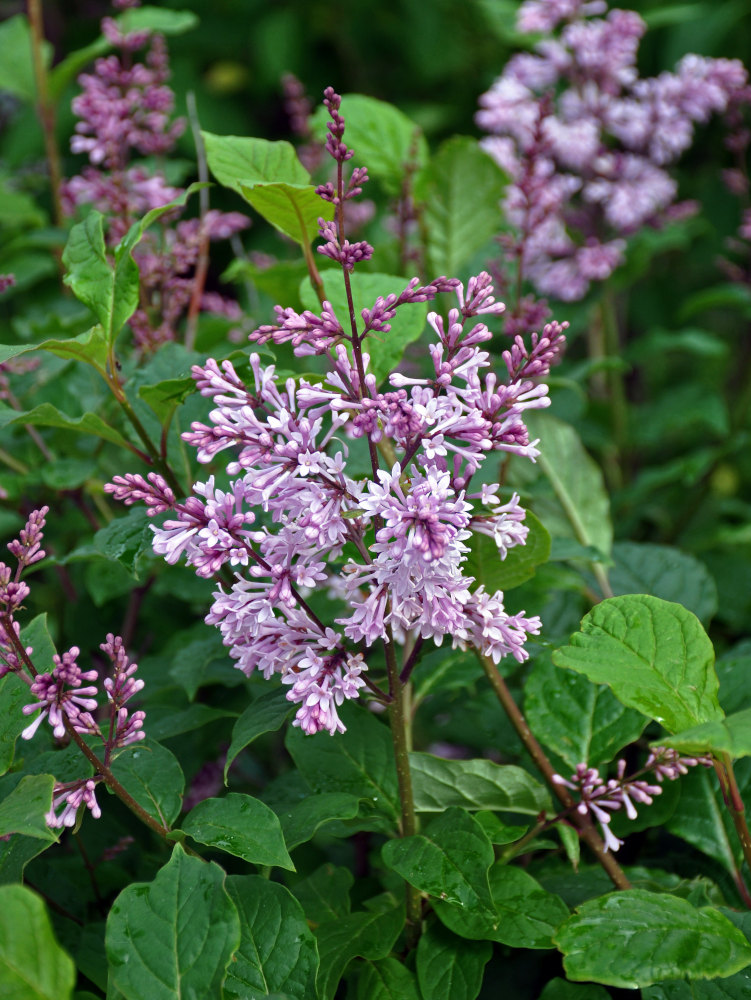 Image of Syringa josikaea specimen.