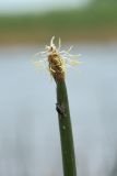 Eleocharis palustris