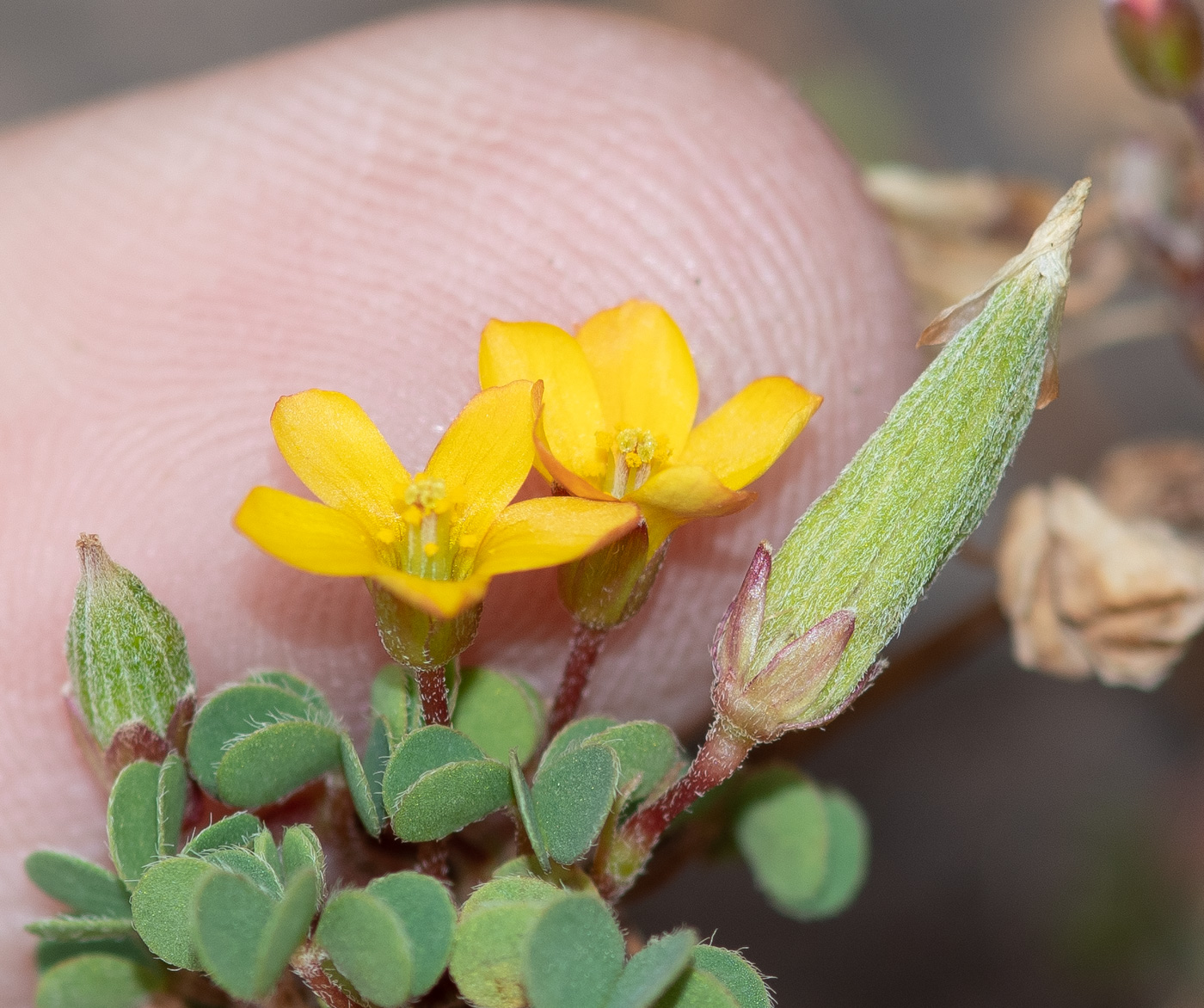 Изображение особи род Oxalis.