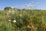 Anthemis melanoloma