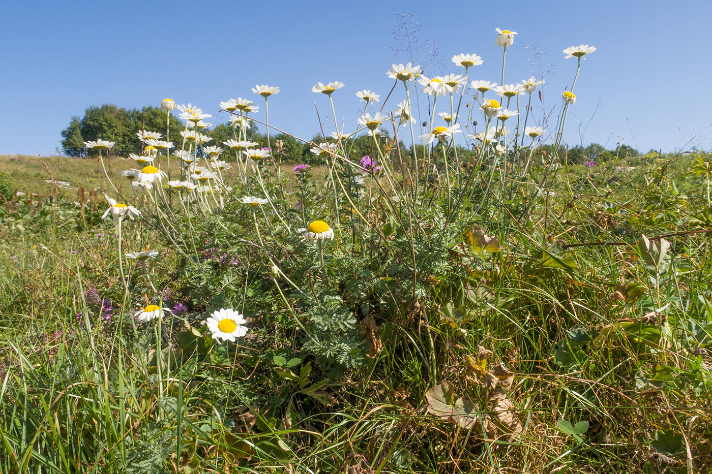 Изображение особи Anthemis melanoloma.