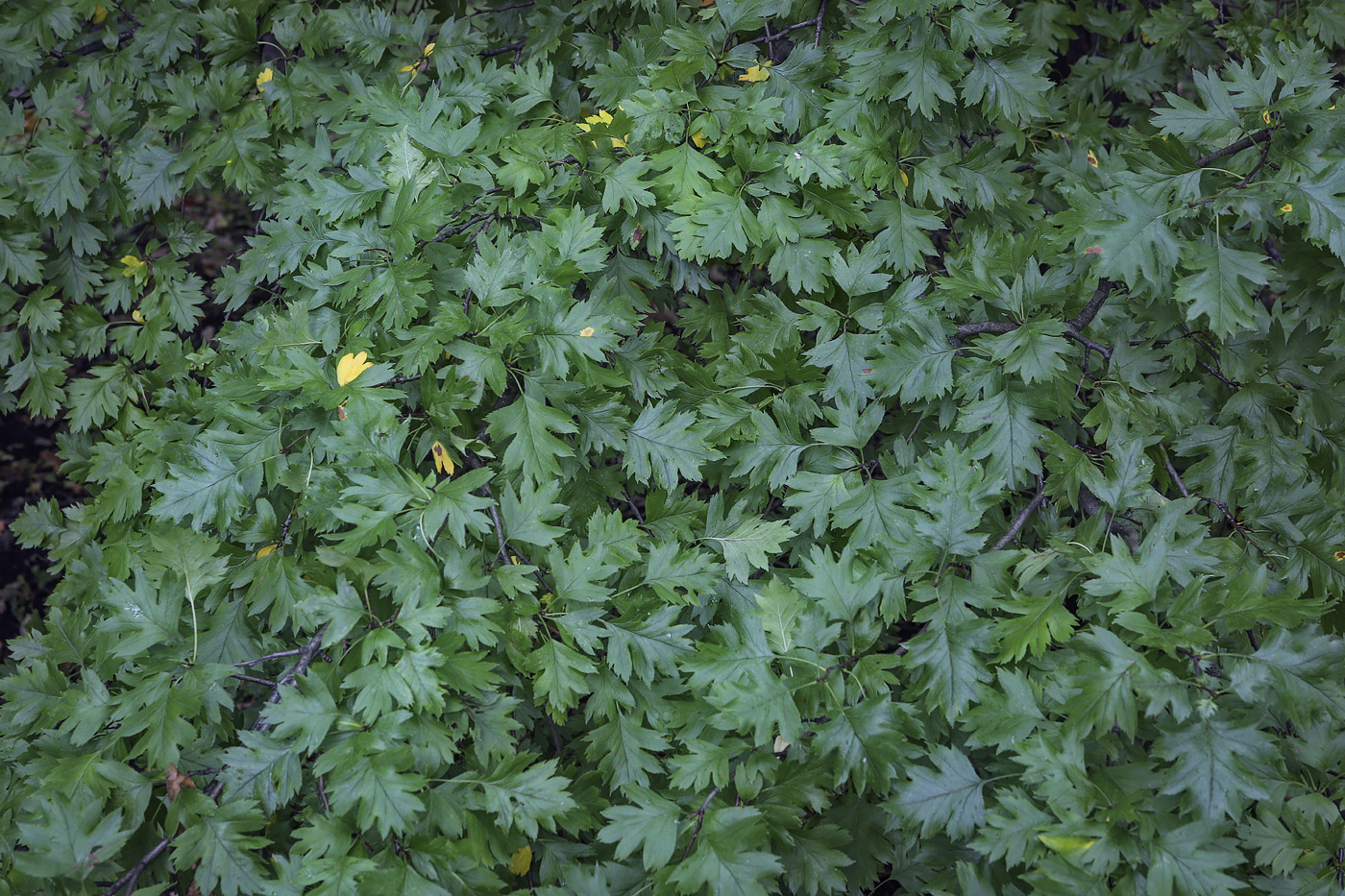 Изображение особи род Crataegus.