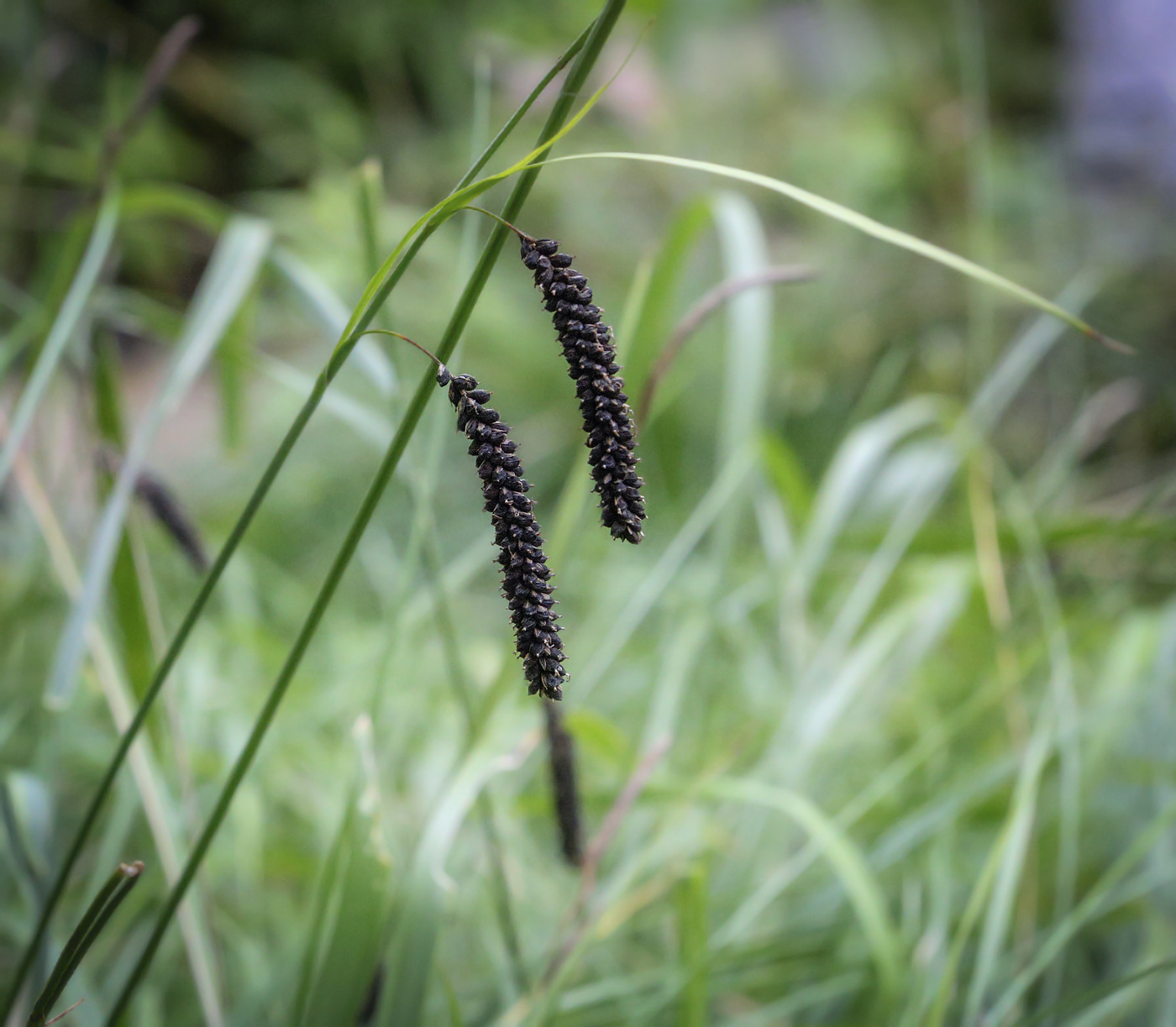 Image of Carex flacca specimen.