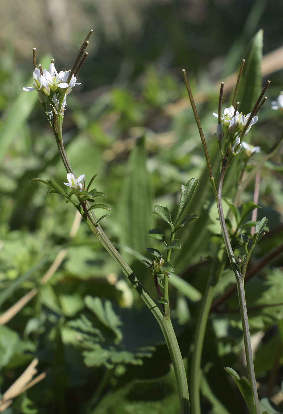 Изображение особи Cardamine hirsuta.