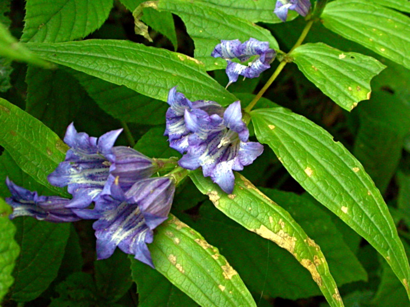 Image of Gentiana asclepiadea specimen.