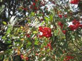 Sorbus aucuparia. Ветви с плодами. Крым, Ай-Петринская яйла. 25 сентября 2010 г.