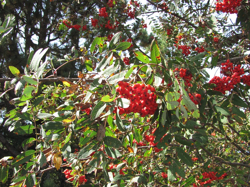 Image of Sorbus aucuparia specimen.