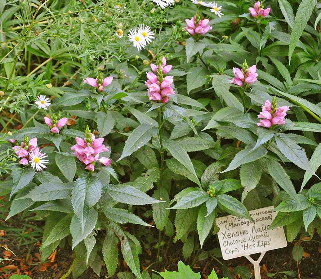 Изображение особи Chelone lyonii.