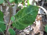 Lonicera caprifolium