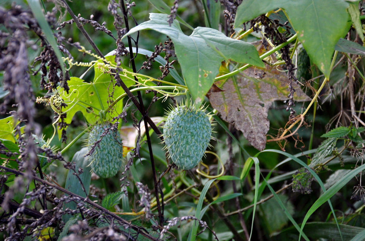 Изображение особи Echinocystis lobata.