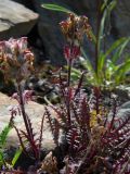 Pedicularis anthemifolia. Плодоносящее растение. Республика Алтай, Кош-Агачский р-н, верховье р. Актру, лев. берег р. Актру, морена ледника Малый Актру. 24.07.2013.