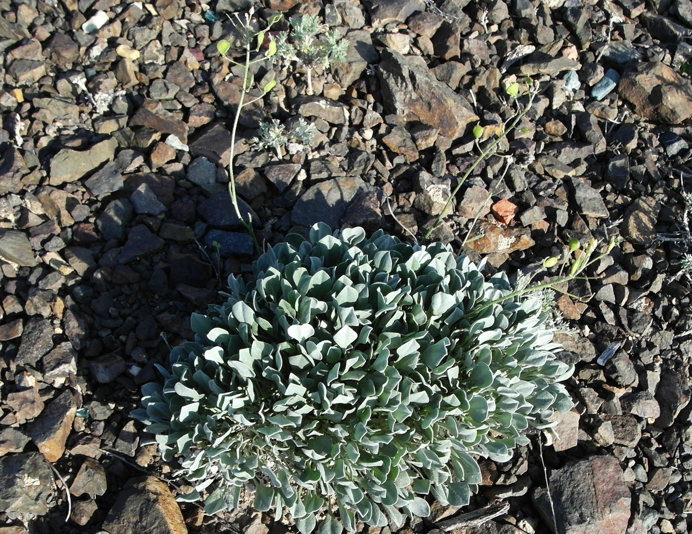 Image of Galitzkya spathulata specimen.