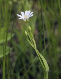 Stellaria holostea. Верхушка цветущего побега. Пермский край, г. Пермь, Кировский р-н, мкр. Берёзовая Роща, суходольный луг. 23.05.2021.