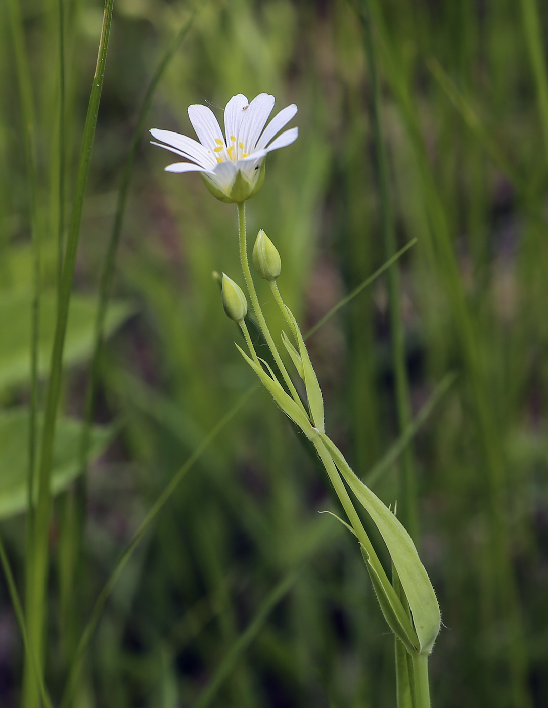 Изображение особи Stellaria holostea.