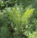 Matteuccia struthiopteris. Вегетирующее растение в сообществе Filipendula ulmaria и Equisetum sylvaticum. Пермский край, г. Пермь, Кировский р-н, мкр. Берёзовая Роща, сырой мелколиственный лес. 29.05.2021.