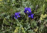 Gentiana pyrenaica